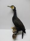 Cormorant