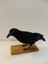 Crow