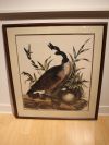 Audubon Prints