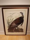 Audubon Prints