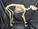 Wolf Skeleton