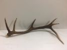 Antler - Half