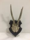 Antlers - Wall Mounted