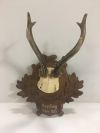 Antlers - Wall Mounted