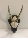 Antlers - Wall Mounted