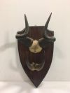 Antlers - Wall mounted