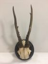 Antlers - Wall Mounted