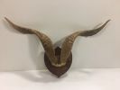 Horns - Wall Mounted
