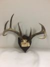 Antlers - Wall Mounted