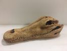 Crocodile Skull