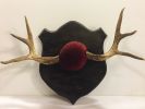 Antlers - Wall Mounted