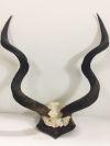 Antlers Kudu Horns - Wall Mounted