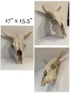 Animal Skull