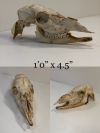 Animal Skull