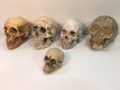 Skulls