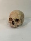Skull - Human (Replica)
