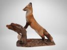 Taxidermied Red Fox