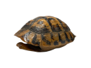 Tortoise Shell