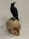 Skull - Raven