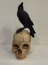Skull - Raven