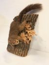 Squirrel on Log
