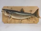 Fish - Lake Trout