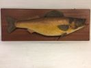 Cod
