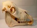 Horse Scull