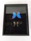Butterflies in frame