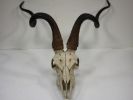 Antelope Skull