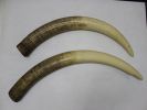 Elephant Tusks