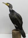 Cormorant