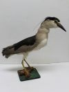 Heron/ Crane