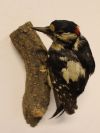 Woodpecker