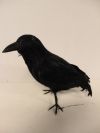 Crow